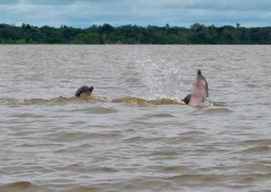 Bed and Breakfast A&T Amazon Backpacker'S Iquitos Exterior foto